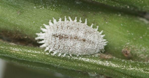 Cochinilla algodonosa