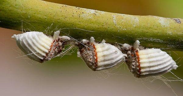 Cochinilla acanalada