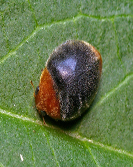 Cryptolaemus montrouzieri