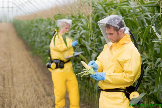 Agricultores-Verificando-Toxicidad-Maiz-Transgenico-Monsanto