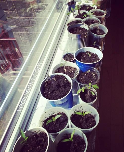 plantas-ventana-vegicienta