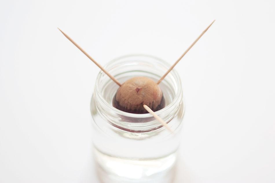 cómo crecer un hueso de aguacate