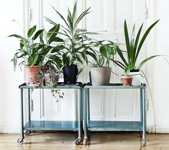 rincon_plantas_decoracion_blog_ana_pla_interiorismo_decoracion_7