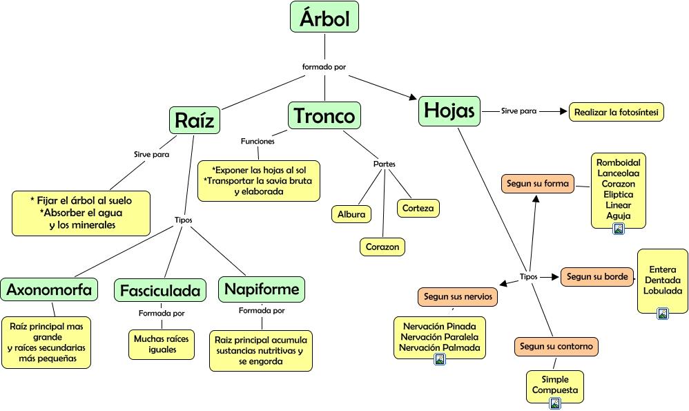 las partes de un arbol
