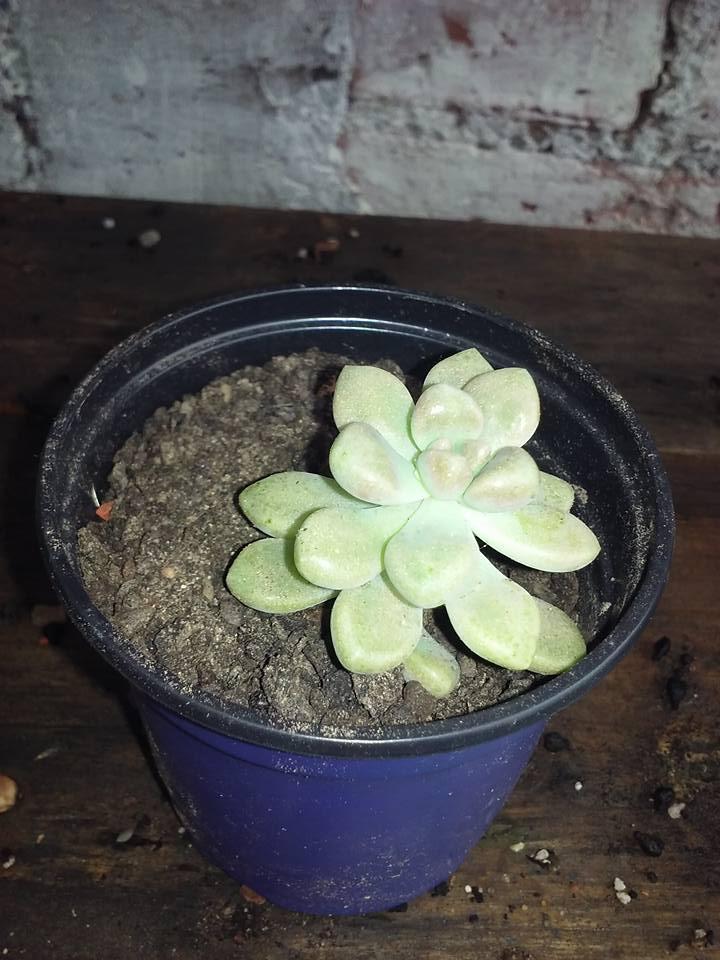 Graptopetalum mendozae.jpg