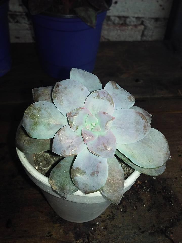 Graptopetalum superbum.jpg