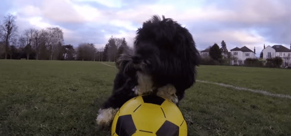 Ronaldog