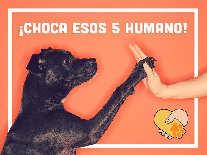 Amistad entre perro y humano