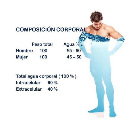 composición corporal