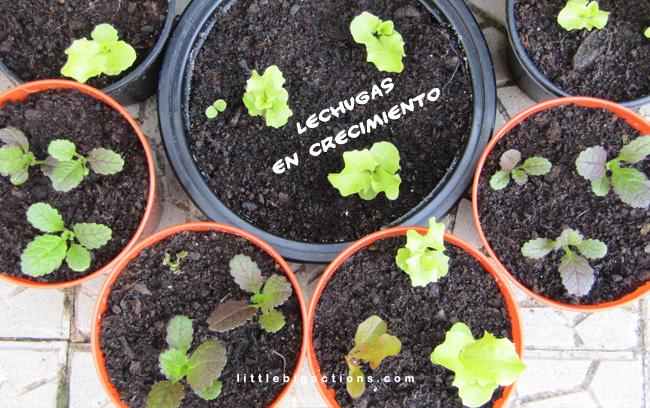 lechugas en crecimiento
