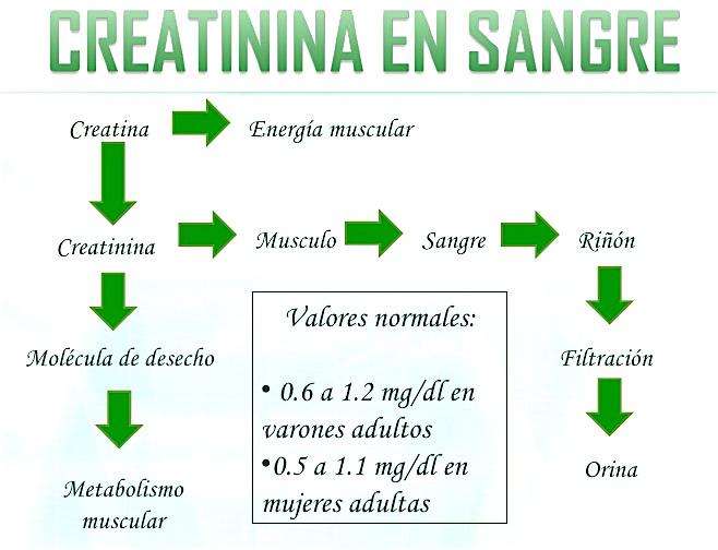 creatinina en sangre