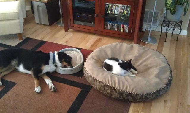 perros grandes en camas pequeñas