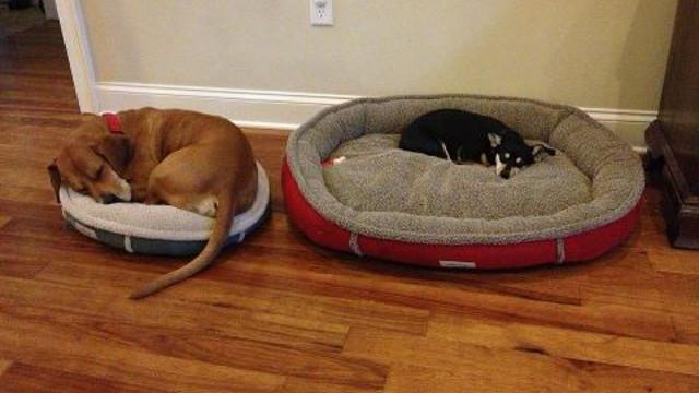 perros grandes en camas pequeñas