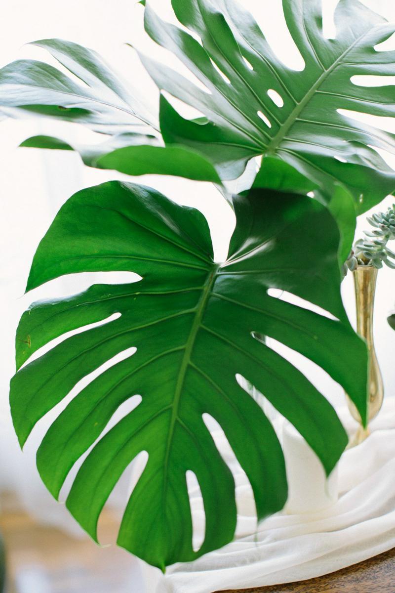 Decora una fiesta tropical en All Lovely Party