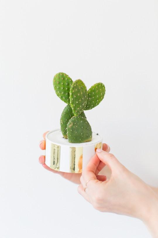 Fiesta de cactus diy
