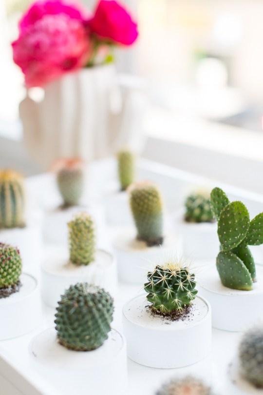 Fiesta de cactus naturales