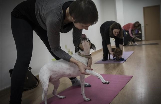 yoga con perro en sala