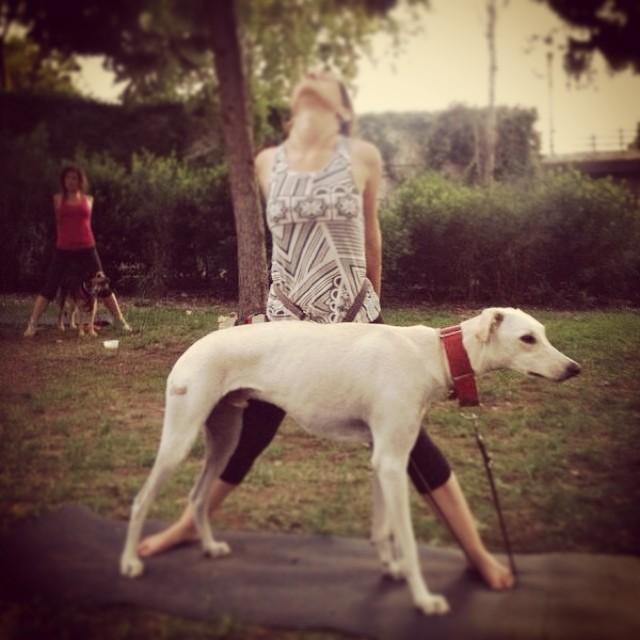 galgo haciendo doga