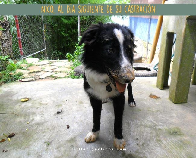 Nico al día siguiente de la castración