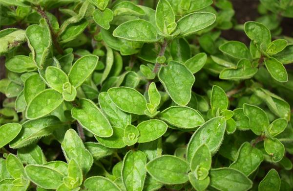 Oregano
