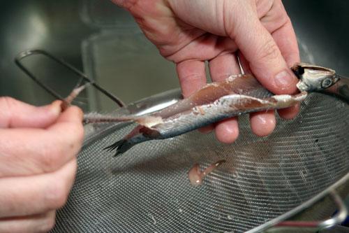 Como-Limpiar-Boquerones-y-Anchoas-Paso-a-Paso-2