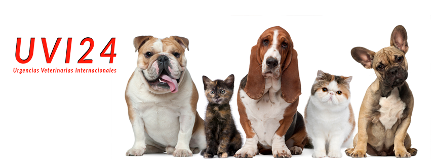 Llega UVI24, una aplicación móvil para encontrar veterinarios de urgencia