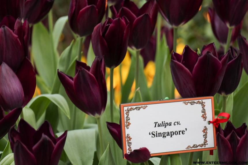 singapur ciudad-6081