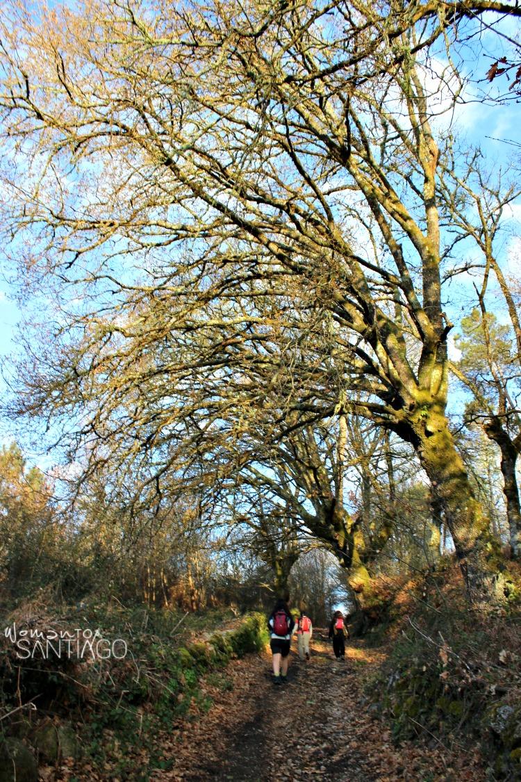 bosque-camino-sanabres