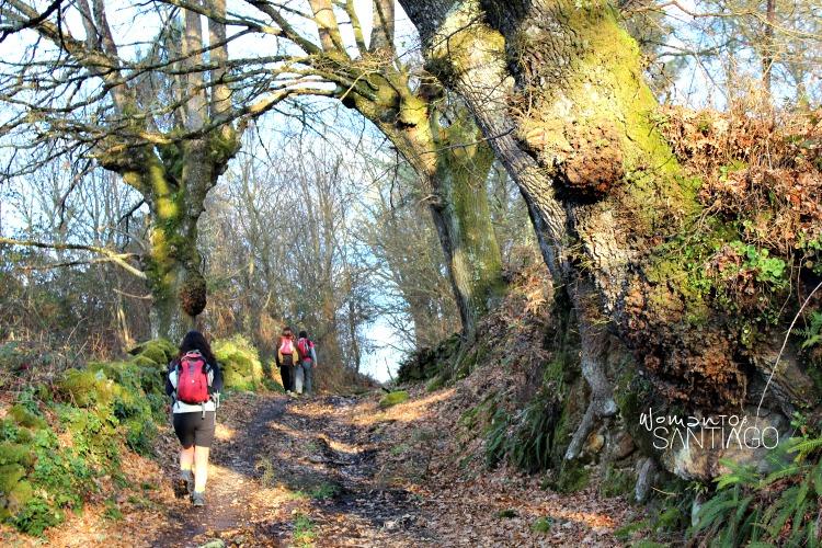 camino-de-santiago-sanabres-bosques