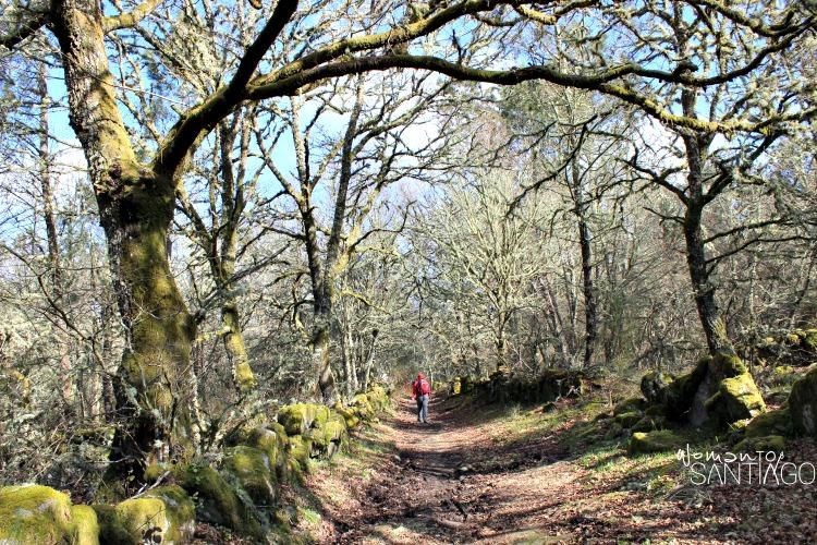 peregrino-camino-de-santiago-sanabres