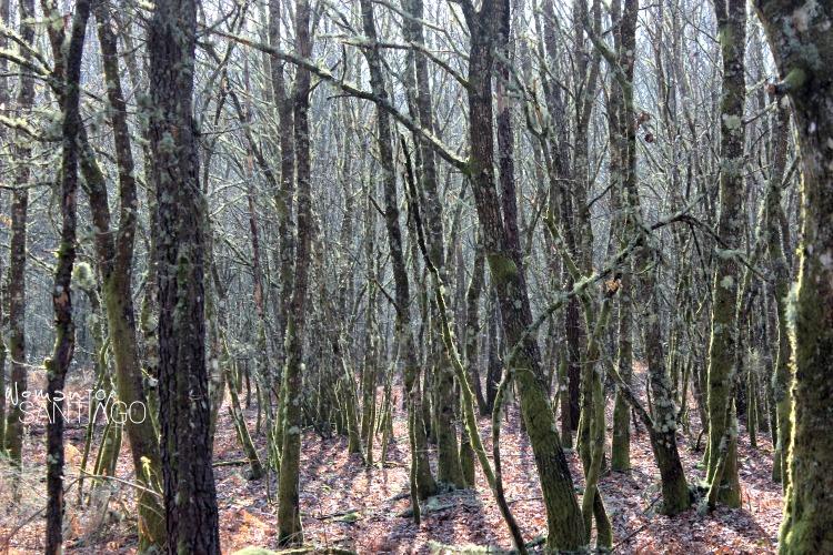 bosques-camino-de-santiago-sanabres