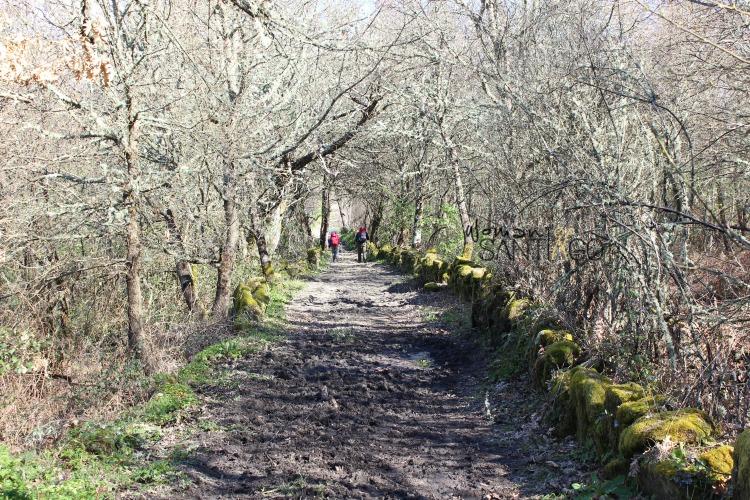 camino-de-santiago-sanabres-carballeira