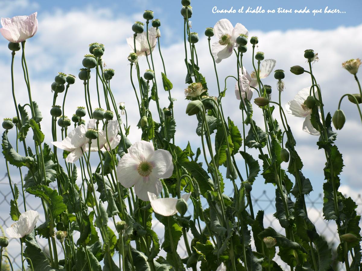 Amapola blanca