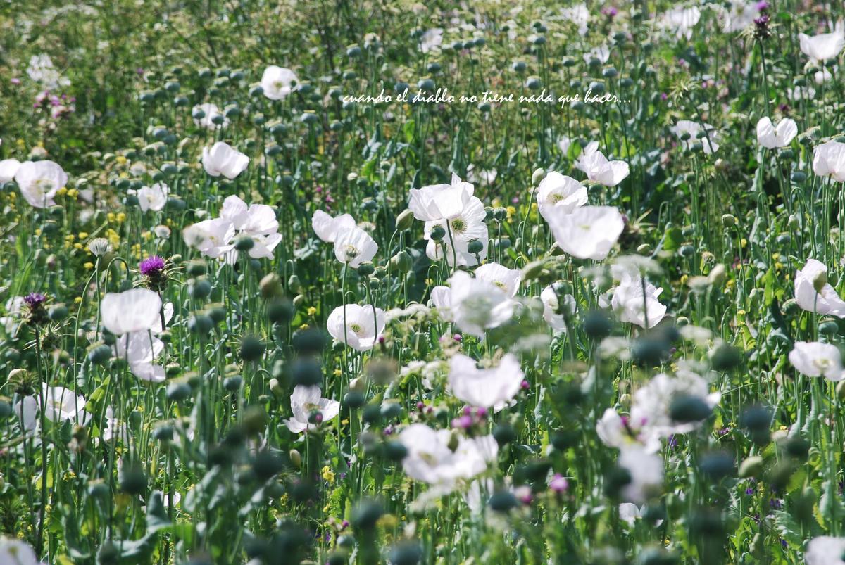Amapola blanca