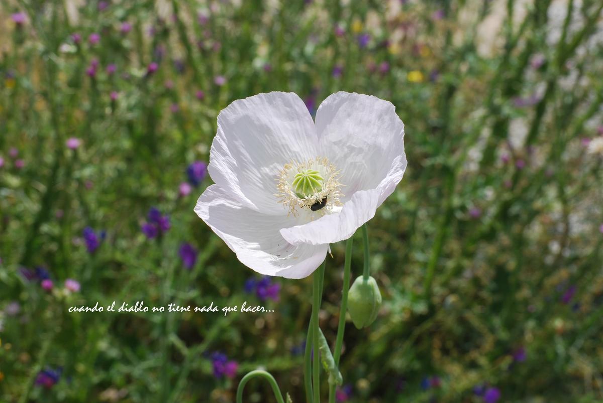 Amapola blanca