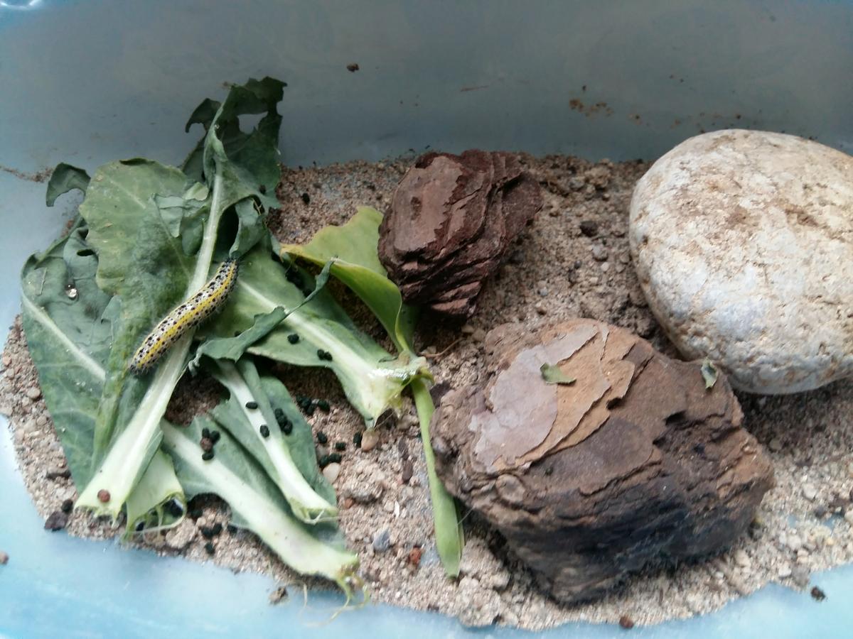 Oruga de la col. Hábitat