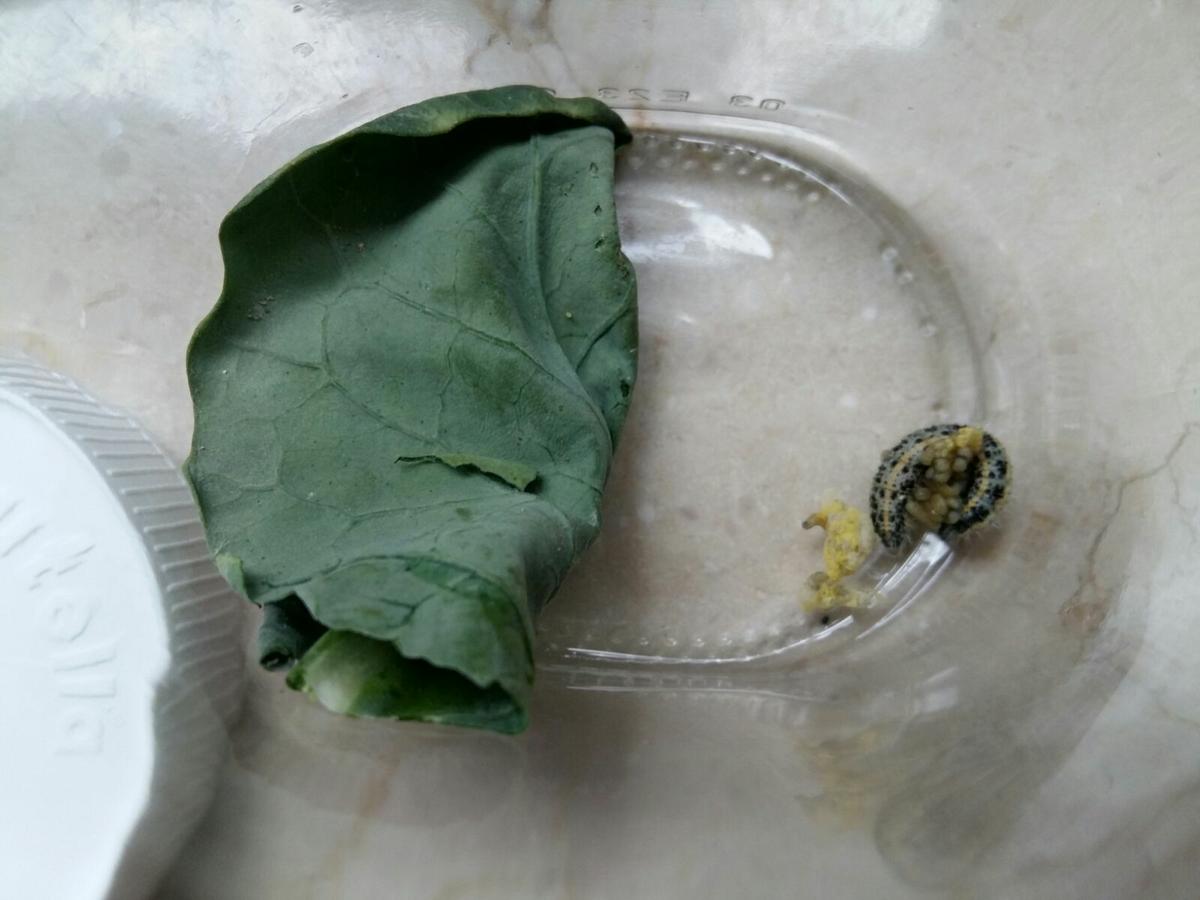 Oruga de la col parasitada