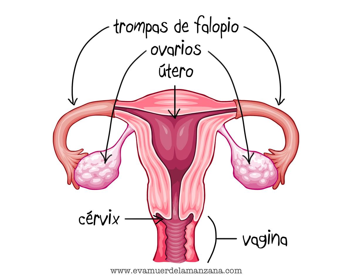 Aparato reproductor femenino