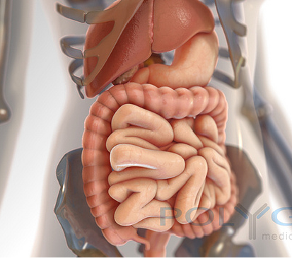 sistema digestivo estreñimiento