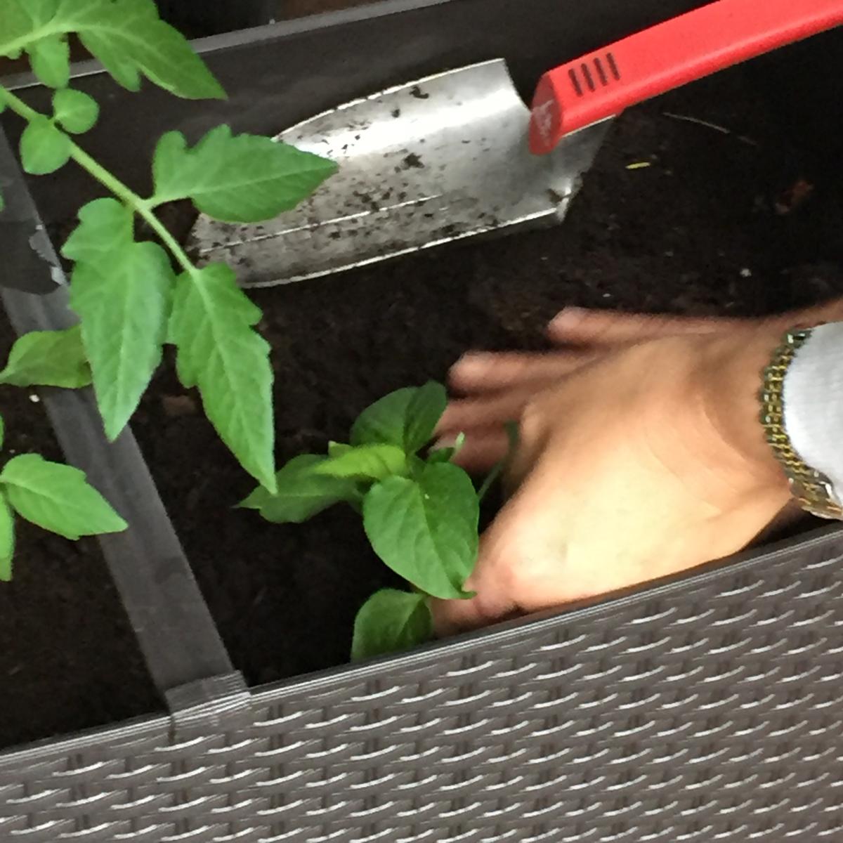 plantación de guindilla