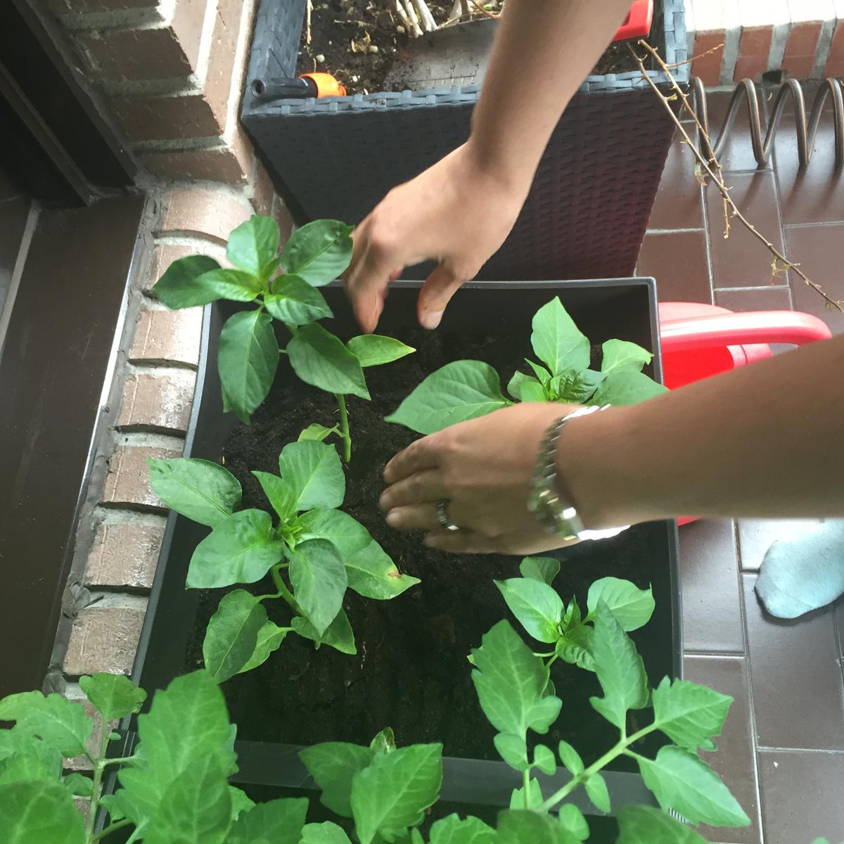 guindillas y pimientos