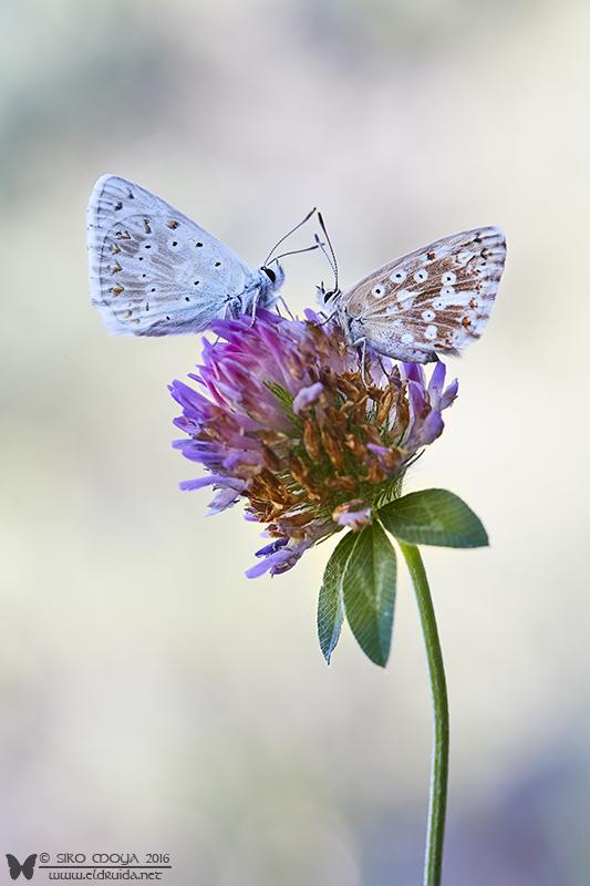 Pareja de Polyommatus coridon (couple of chalkhill blue)