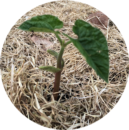 habichuelas-vegicienta-1