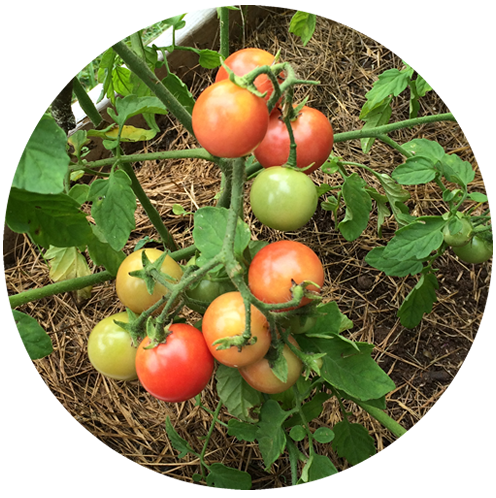 tomates-vegicienta-1