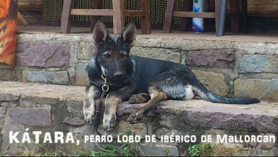 Katara Perro Lobo Ibérico de MallorCan
