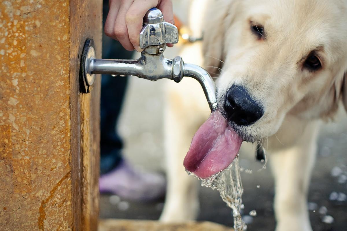 mi perro bebe mucha agua