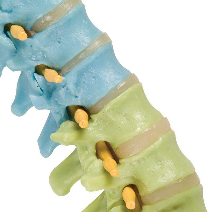 la columna vertebral