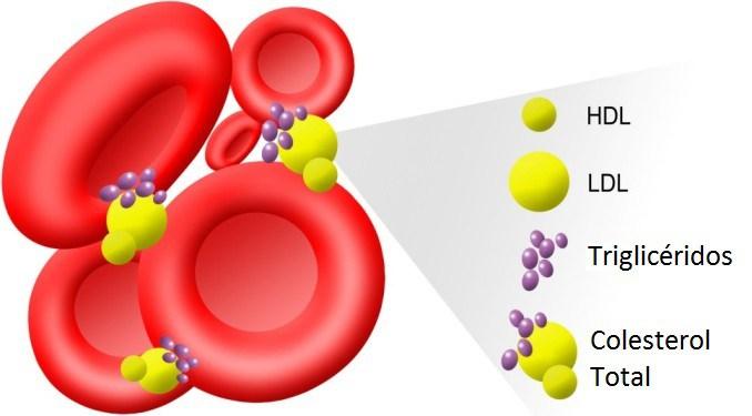 HDL, LDL, TRIGLICÉRIDOS