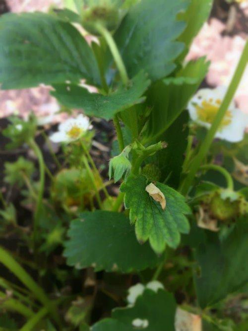 rino-gorgojo-vegicienta