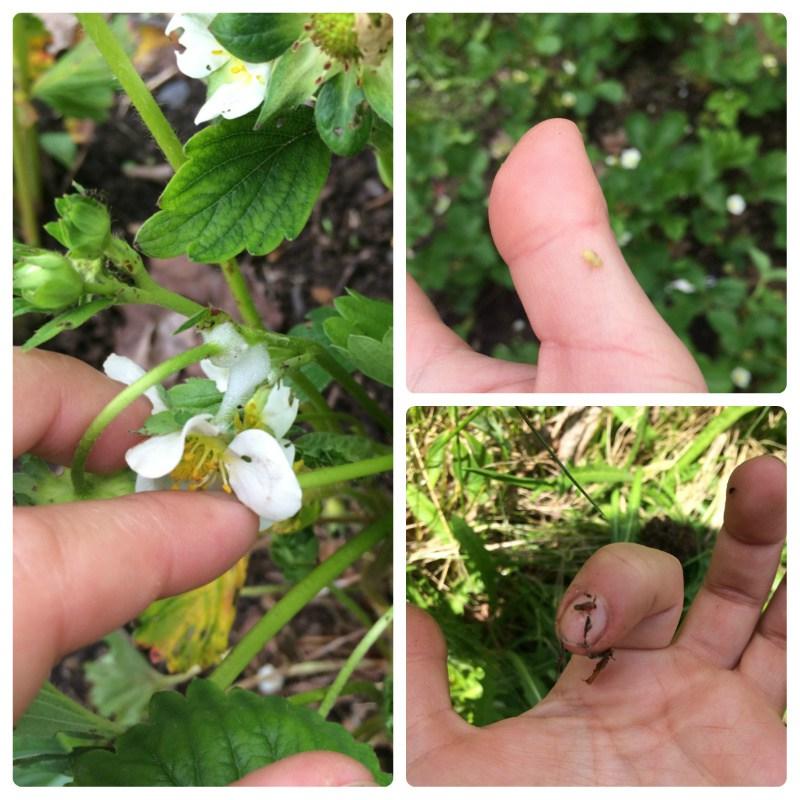 escupitajo2-vegicienta